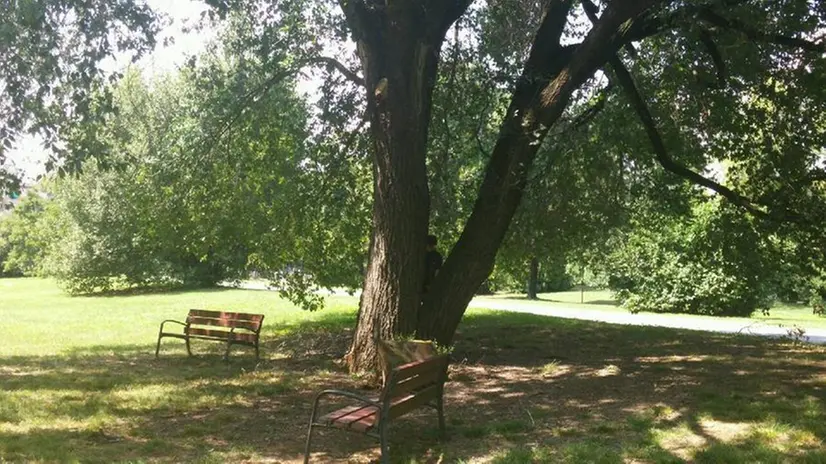 Gli alberi cittadini esaminati dall'agronomo