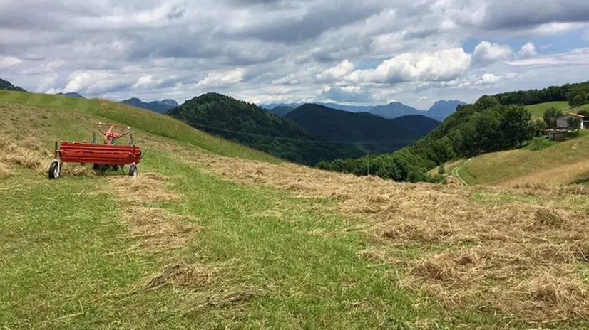 Tipicità. Il progetto «For(m)aggio» è finanziato dalla fondazione Cariplo