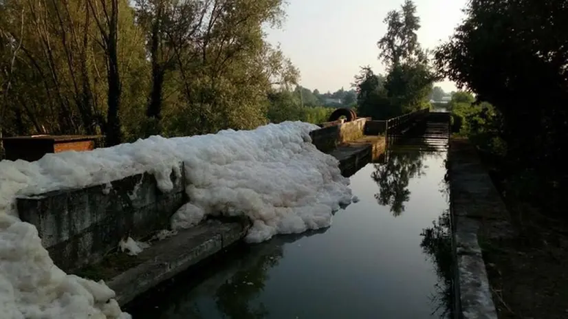 Manerbio, schiuma e pesci morti