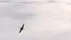 Eurofighter precipitato, alcune foto pubblicate su Twitter da spettatori dell'Air Show
