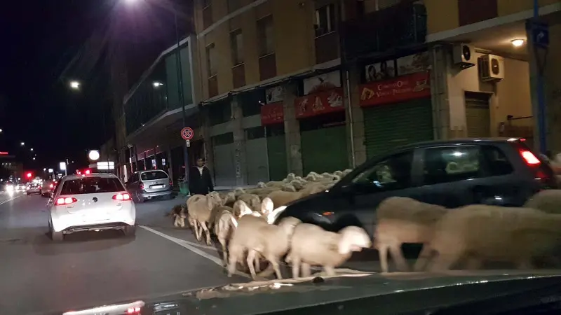 Pecore in via Vallecamonica