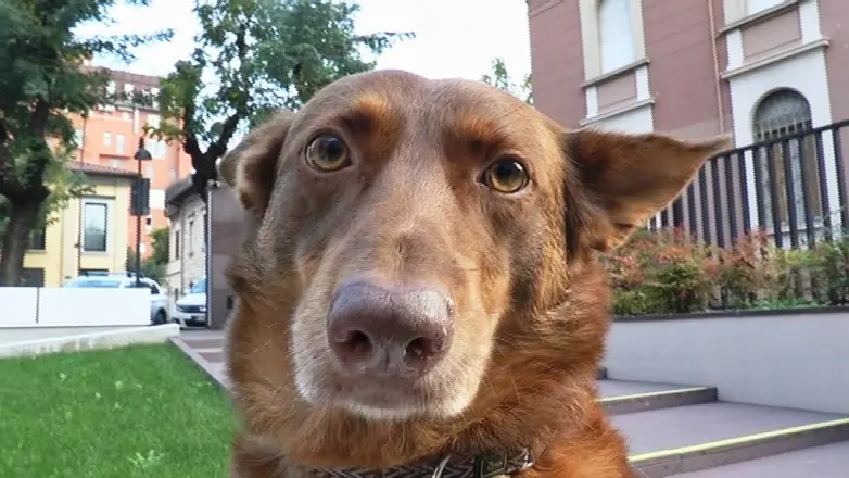 Charlie, attore a quattro zampe al GdB