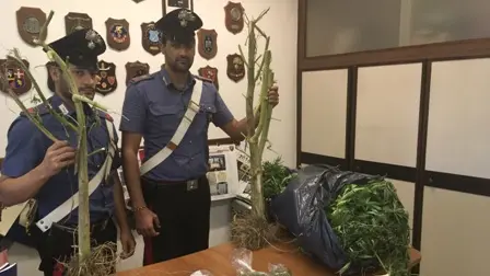 Le piante sequestrate a Manerbio
