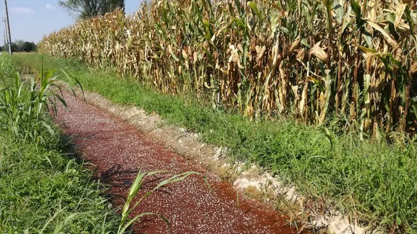 Il canale a Remedello