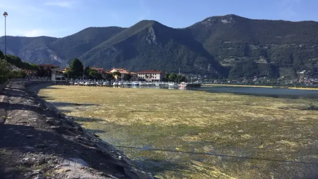 Le alghe a Clusane