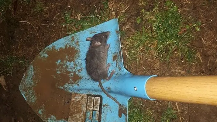 L’allarme. Alcuni residenti hanno segnalato la presenza di topi tra le vie del paese