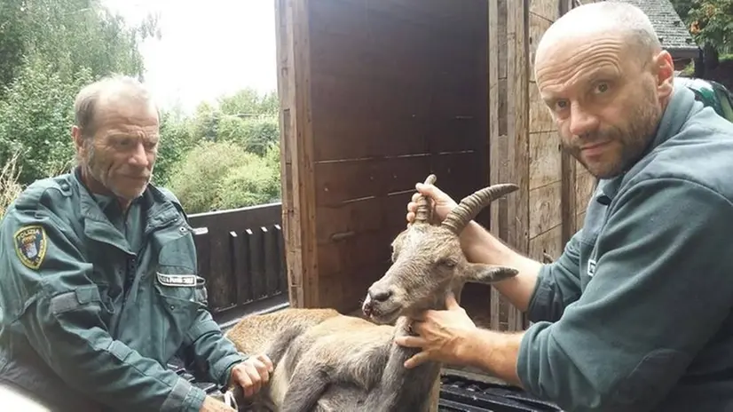 Stambecco in difficoltà
