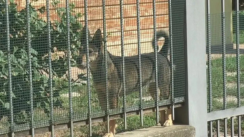 Il cane preso a bastonate © www.giornaledibrescia.it