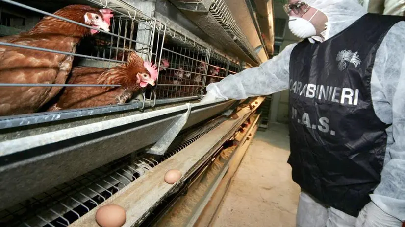 I numeri. Il comparto bresciano delle galline ovaiole ha un giro d’affari di 100 milioni l’anno