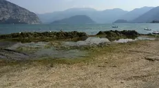 Emergenza. Il lago d’Iseo invaso dalle alghe