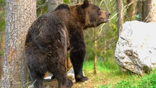 Addio a Orfeo, l'orso dell'Aprica