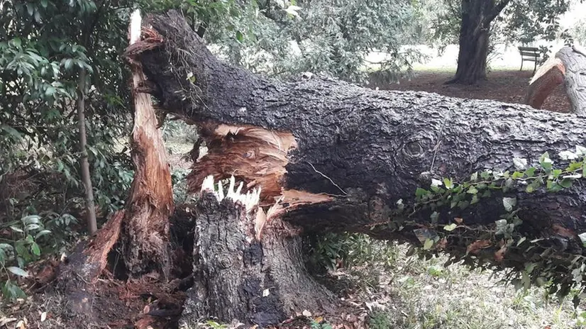 Col temporale. Il grande abete che si è schiantato al suolo