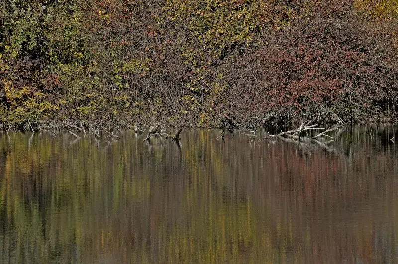 La riserva naturale delle Torbiere in autunno