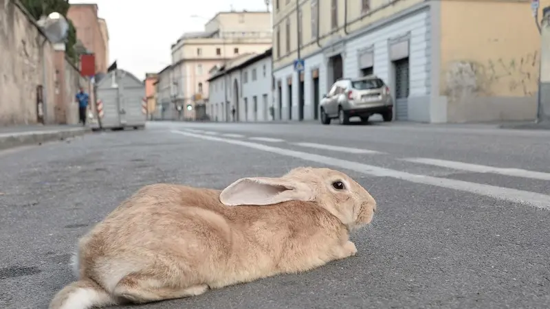 Il coniglio recuperato in via Milano - Foto Pierre Putelli/Neg © www.giornaledibrescia.it