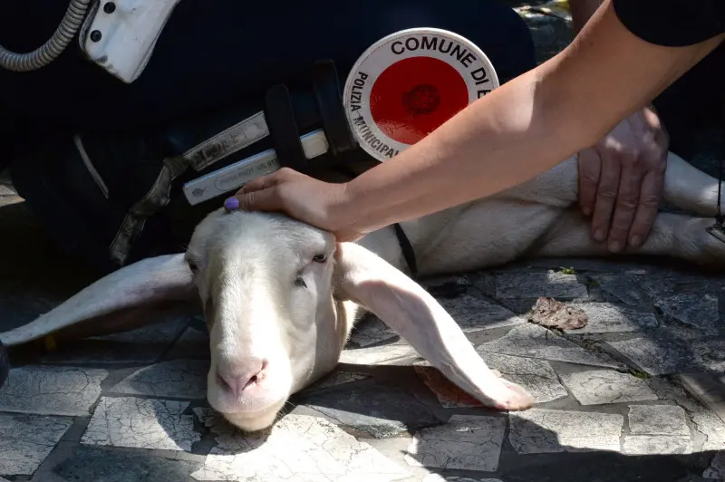 La pecora recuperata in via Panigada