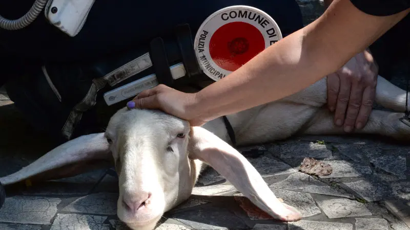La pecora recuperata in via Panigada