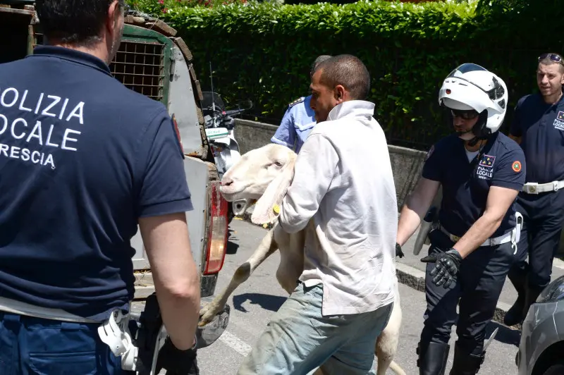 La pecora recuperata in via Panigada