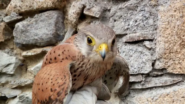 Il gheppio in cura