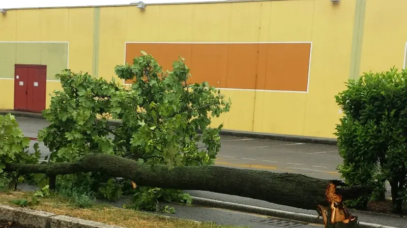 Via Salgari, un albero spezzato dalla furia del vento - © www.giornaledibrescia.it