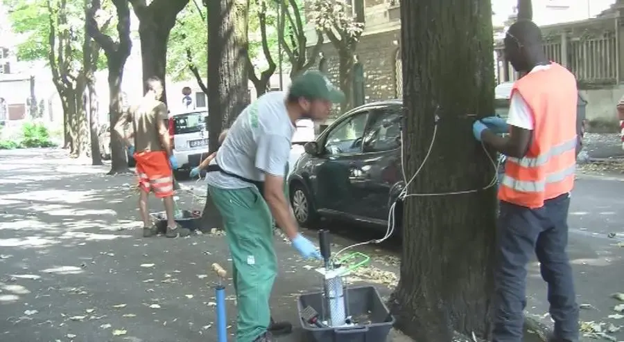 Così si curano i tigli cittadini