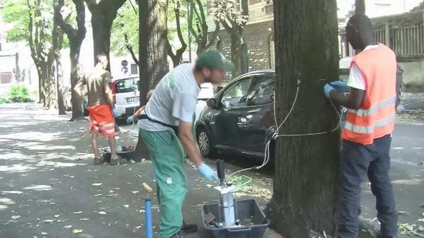 Così si curano i tigli cittadini