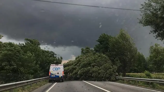 Pianta cade in tangenziale, traffico bloccato