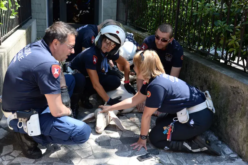 La pecora recuperata in via Panigada