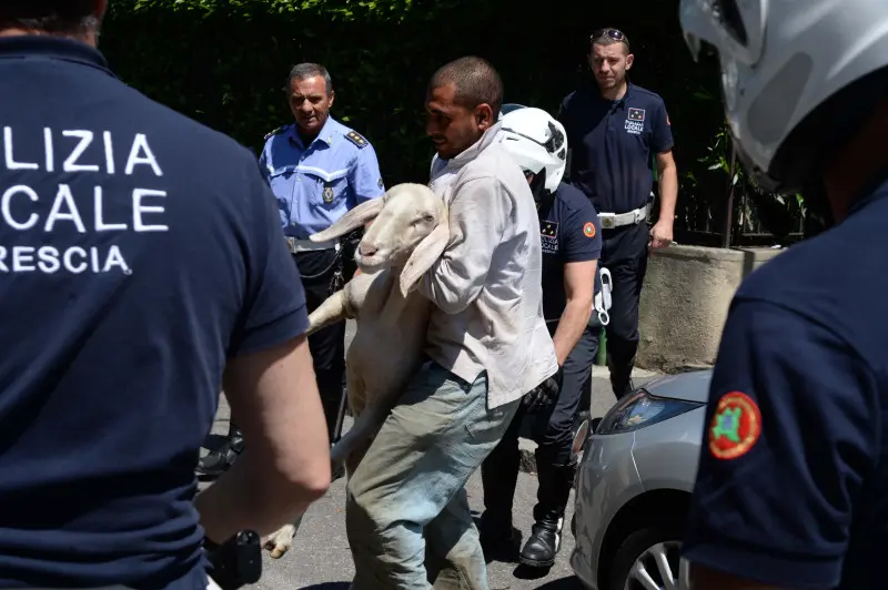 La pecora recuperata in via Panigada