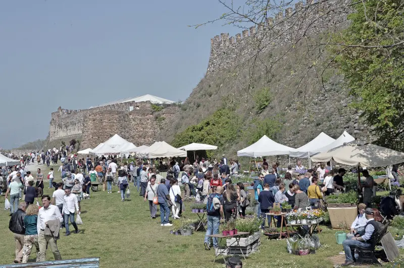 Fiori nella rocca a Lonato