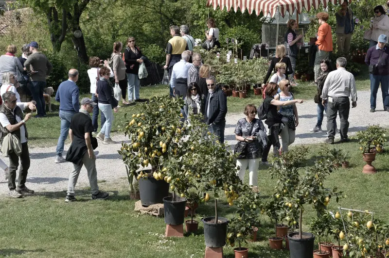 Fiori nella rocca a Lonato