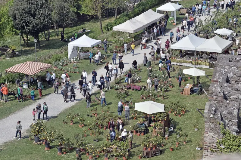 Fiori nella rocca a Lonato