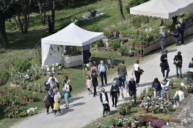 Fiori nella rocca a Lonato