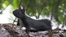 Lo scoiattolo meridionale: manto nero e ventre bianco - © www.giornaledibrescia.it