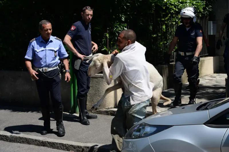 La pecora recuperata in via Panigada