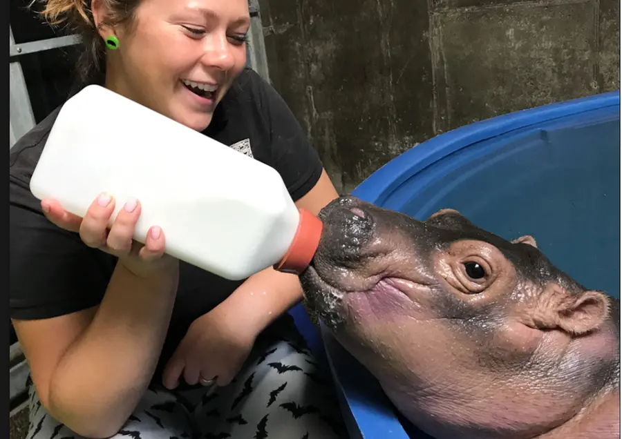 Fiona spopola sulla pagina Fb dello zoo