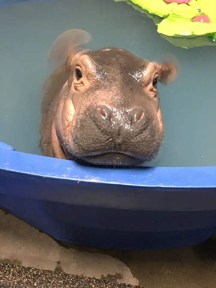 Fiona spopola sulla pagina Fb dello zoo