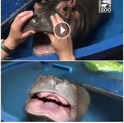 Fiona spopola sulla pagina Fb dello zoo