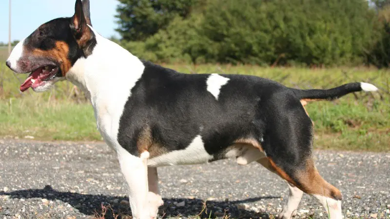 Un bull terrier, foto d'archivio - © www.giornaledibrescia.it