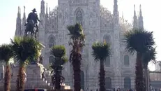 Palme in piazza Duomo a Milano