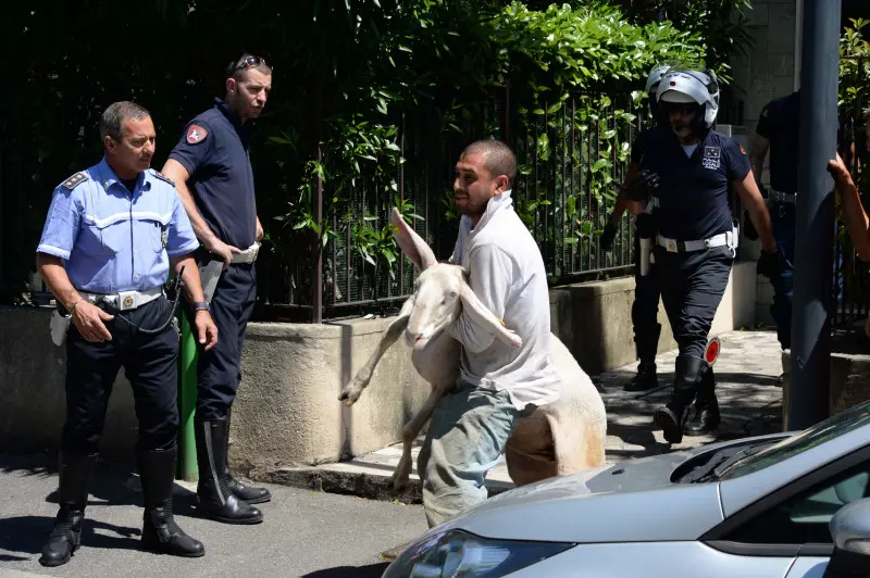 La pecora recuperata in via Panigada