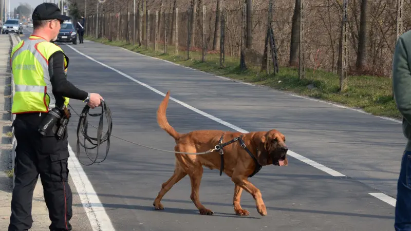 Cani molecolari in azione per cercare Sara Capoferri