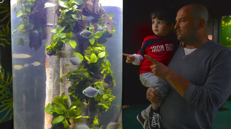 Gardaland, ecco i pirahna vegetariani