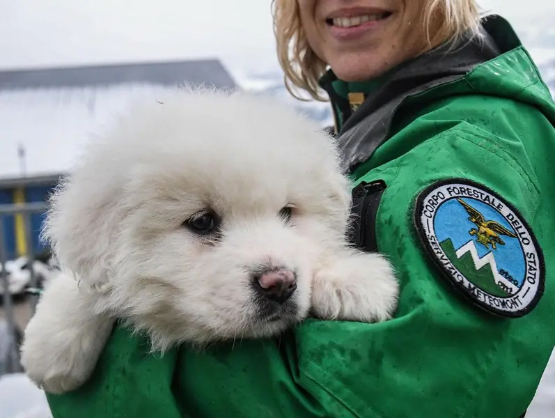 I tre cuccioli salvati affidati alle cure dei Carabinieri forestali
