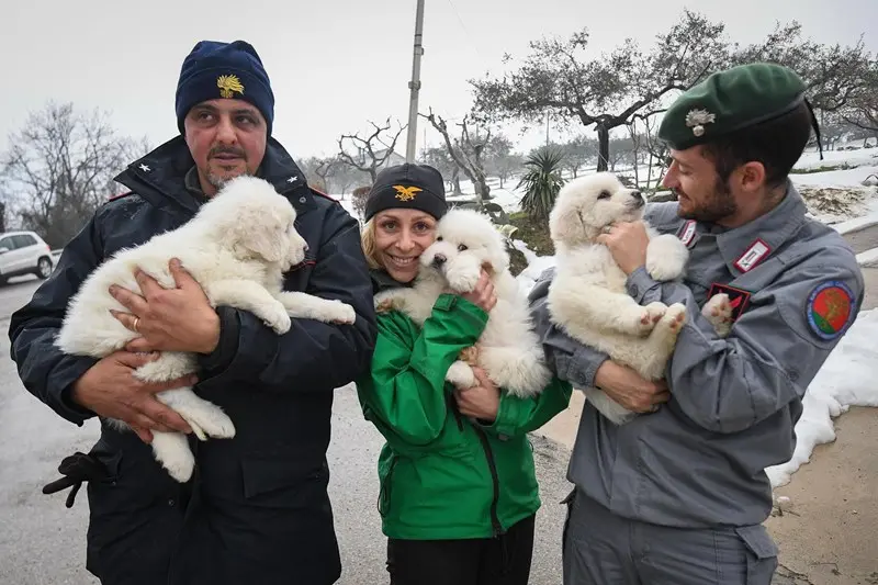 I tre cuccioli salvati affidati alle cure dei Carabinieri forestali