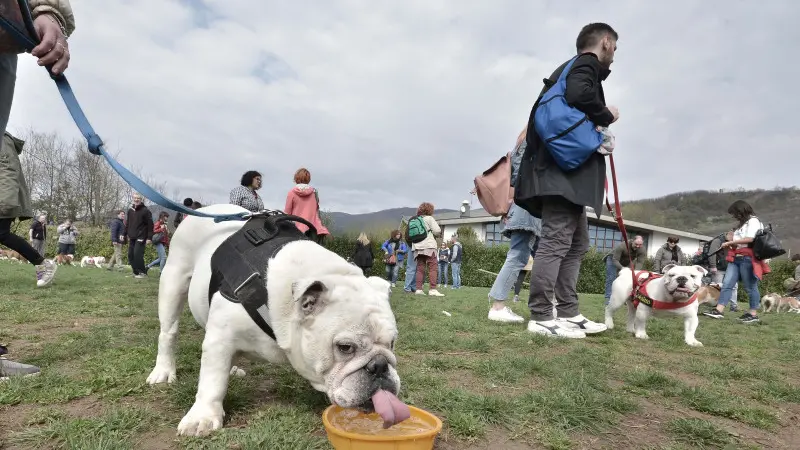 Al Parco Castelli i protagonisti sono i bulldog