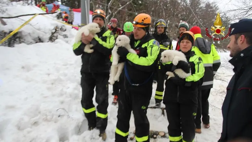 I tre cuccioli salvati dai Vigili del Fuoco Usar lombardi e bresciani e dai cinofili