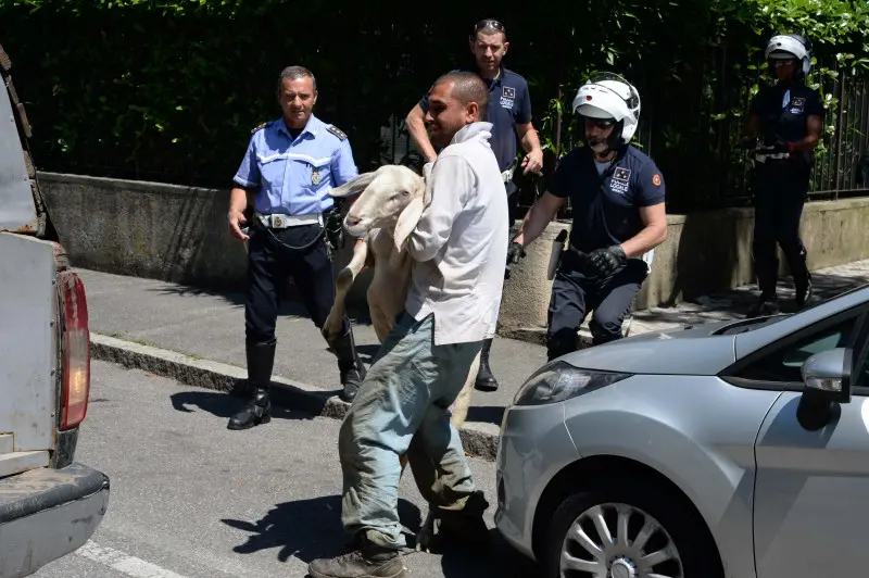 La pecora recuperata in via Panigada