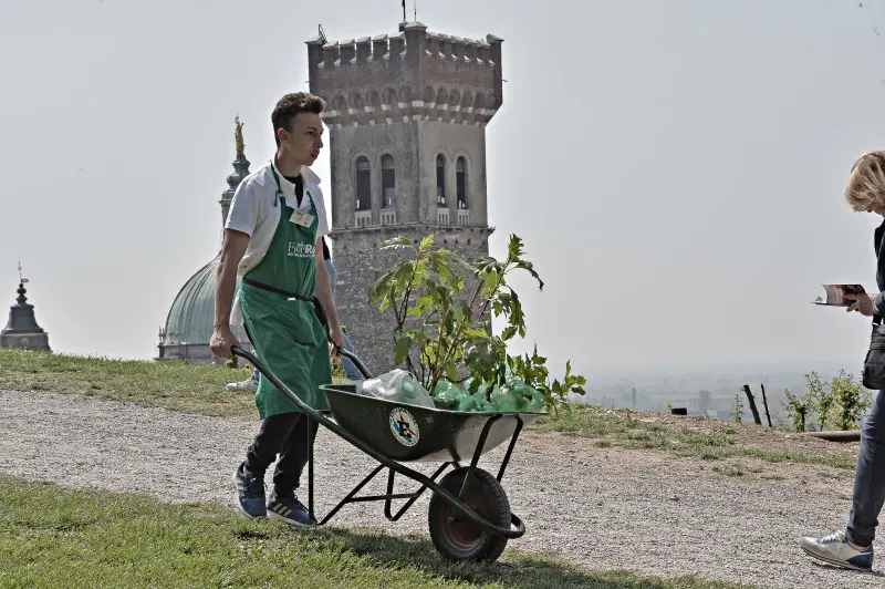 Fiori nella rocca a Lonato