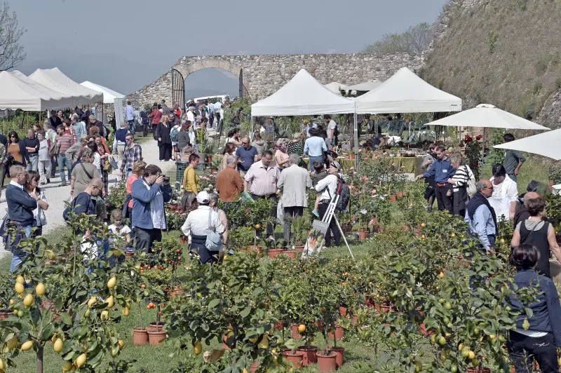 Fiori nella rocca a Lonato