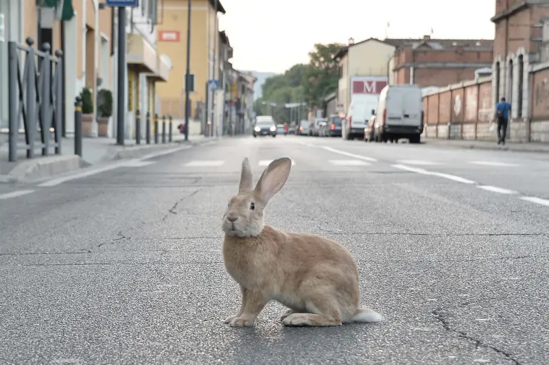 Via Milano, un coniglio attraversa la strada all'alba